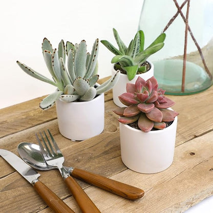 Plants for Pets Succulents (3 PK), Live Succulent Plants in White Pots, Mini Succulents Plants, Unique Gardening Gifts for Plant Lovers