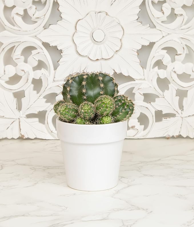 Cactus Plants Live in White Succulent Planter Pot, Live Cactus in Cactus Soil Potting Mix, Live Mini Cactus Succulents Plants Live Cacti, Cactus Live Succulents in Cactus Plant Pot by Plants for Pets