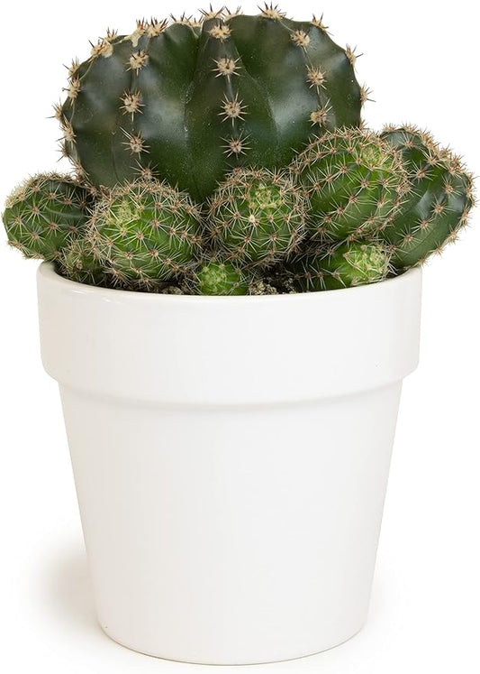 Cactus Plants Live in White Succulent Planter Pot, Live Cactus in Cactus Soil Potting Mix, Live Mini Cactus Succulents Plants Live Cacti, Cactus Live Succulents in Cactus Plant Pot by Plants for Pets