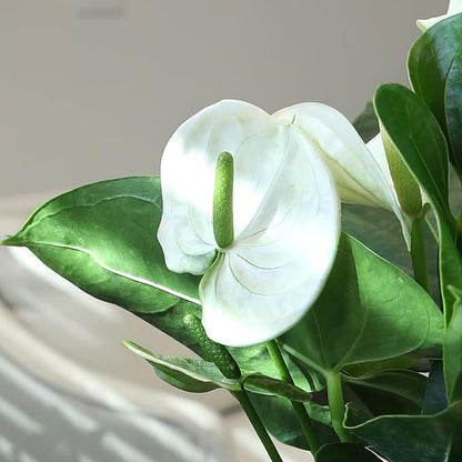 White Anthurium Live Plant (Approx. 18-21" Tall), Real Flowers/Unique House Plants in 6" Nursery Pot, Floral Desk Plant, Air Purifying Plants & Gifts for Plant Lovers by Plants for Pets