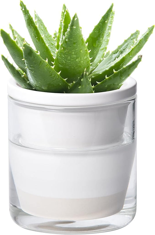 D'vine Dev 4 Inch Design Self Watering Planter for Indoor Plants, White Terracotta Pots with Cylinder Glass Cup, Set of 1, 373-A-1