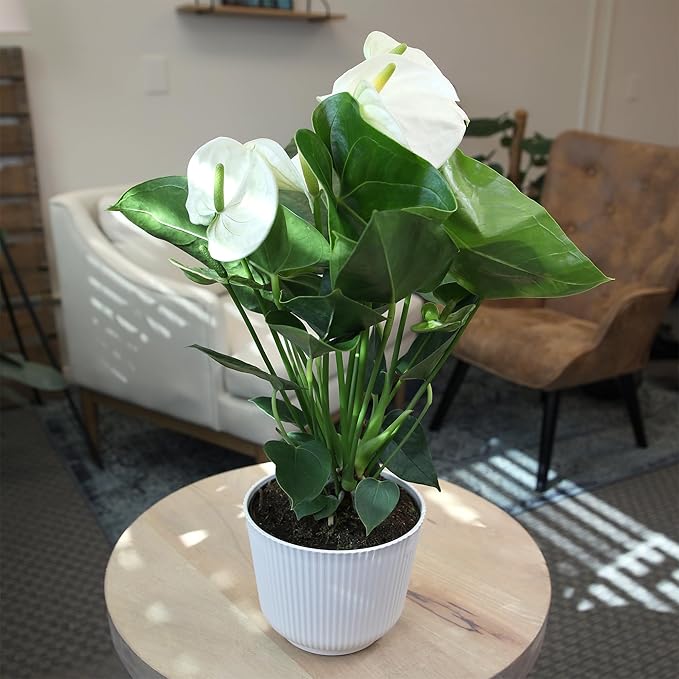 White Anthurium Live Plant Decor (Approx. 18-21" Tall), Real Flowers/Sympathy Plant in 6" White Plant Pot, Floral Sympathy Flowers, Perennial House Plants & Gifts for Plant Lovers by Plants for Pets