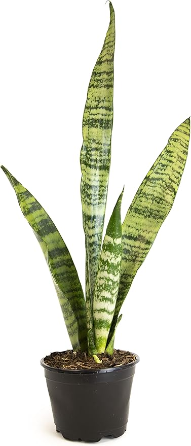 Sansevieria Zeylanica, Live Snake Plant Live Indoor Plants Live Houseplants, Live Plants Indoor Plants, Live Plants Indoor Low Light, Potted Plants, House Plants for Delivery Prime by Plants for Pets