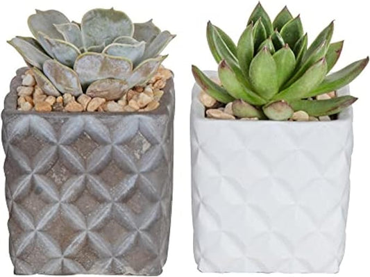 Costa Farms Mini Live Succulents, Echeveria Houseplant, Beautiful Live Indoor Plants in Cute Décor Stone Planter Pots, Great Gift for Perfect Room Décor, 4-Inches Tall (2-Pack)