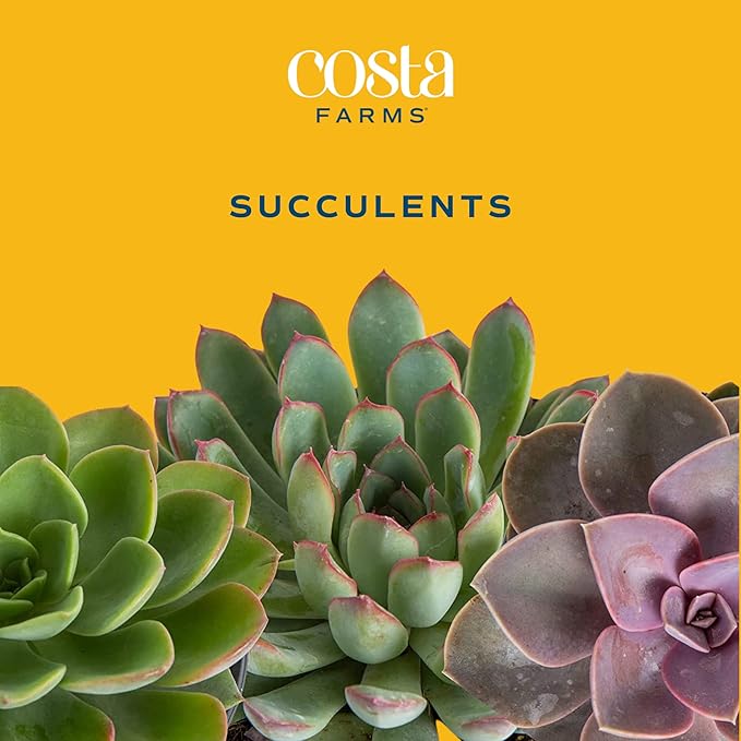 Costa Farms Live Succulent Garden Collection, Live Succulent Plants in Décor Pot, New House Plant Gift, Son, Room and Zen Garden Décor, 6-Inches Tall