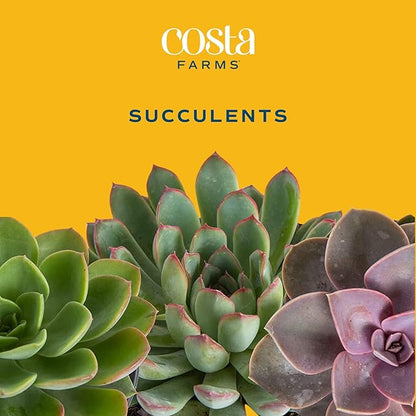 Costa Farms Live Succulent Garden Collection, Live Succulent Plants in Décor Pot, New House Plant Gift, Son, Room and Zen Garden Décor, 6-Inches Tall