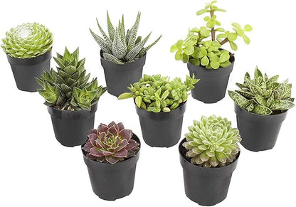 Altman Plants, Live Succulents Plants Live Window Plants (8PK), Live Indoor Plants Live Houseplants, Live Plants Indoor Cactus Plants Live, Succulent Plants House Plants Indoors Live in Succulent Soil