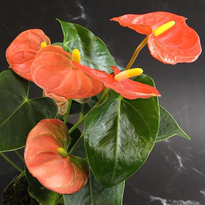 Orange Anthurium Live Plant Decor (Approx. 16-19" Tall), Real Flowers/House Plants in 6" White Plant Pot, Floral Desk Plant, Air Purifying Plants & Cool Gifts for Plant Lovers by Plants for Pets