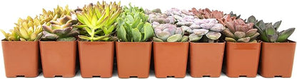 Altman Plants, Live Succulents Plants (50 Pack), Nursery Pots Variety Pack, Bulk Succulents Plants Live Plants Indoor Plants Live House Plants Indoors Live Indoor Plants Live Houseplants Live Indoor