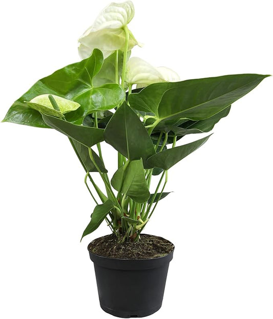 White Anthurium Live Plant (Approx. 18-21" Tall), Real Flowers/Unique House Plants in 6" Nursery Pot, Floral Desk Plant, Air Purifying Plants & Gifts for Plant Lovers by Plants for Pets