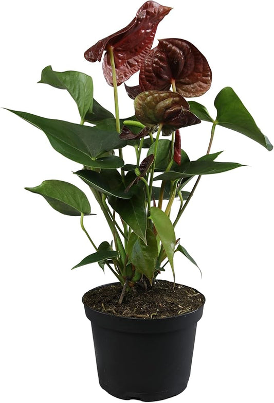 Black Chocolate Anthurium Live Plant (Approx. 19-22" Tall), Real Flowers/Unique House Plants in 6" Nursery Pot, Desk Plant, Air Purifying Plants & Cool Gifts for Plant Lovers by Plants for Pets