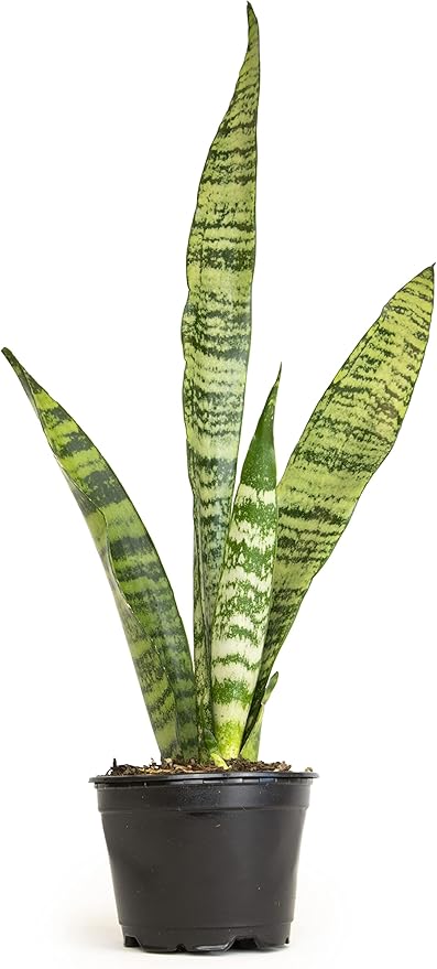 Sansevieria Zeylanica, Live Snake Plant Live Indoor Plants Live Houseplants, Live Plants Indoor Plants, Live Plants Indoor Low Light, Potted Plants, House Plants for Delivery Prime by Plants for Pets