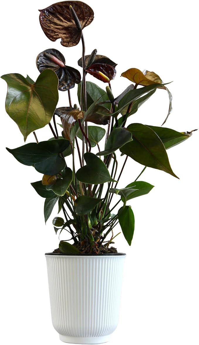 Black Chocolate Anthurium Live Plant Decor (Approx. 19-22" Tall), Real Flowers/House Plants in 6" White Plant Pot, Desk Plant, Air Purifying Plants & Cool Gifts for Plant Lovers by Plants for Pets