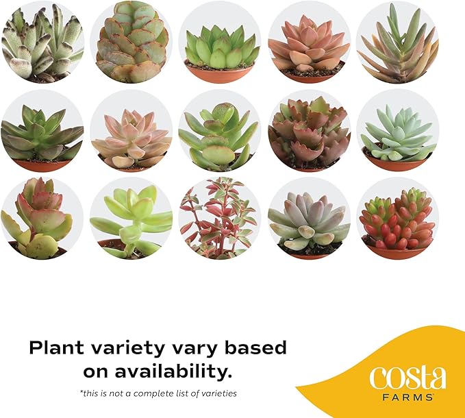 Costa Farms Mini Live Succulents, Echeveria Houseplant, Beautiful Live Indoor Plants in Cute Décor Stone Planter Pots, Great Gift for Perfect Room Décor, 4-Inches Tall (2-Pack)