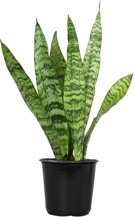 Live Snake Plant, Sansevieria Zeylanica, Indoor House Plant in Pot, Mother in Law Tongue Sansevieria Plant Live, Potted Succulent Plant, Fully Rooted Houseplant in Potting Soil by Plants for Pets