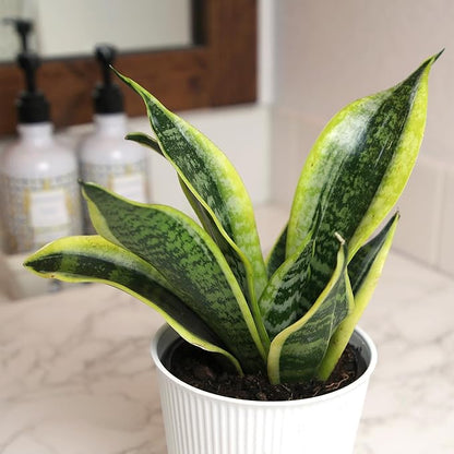 Live Snake Plant with Decorative White Pot, Sansevieria Trifasciata Superba, Fully Rooted Indoor House Plant, Mother in Law Tongue Sansevieria Plant, Succulent Plant Houseplant by Plants for Pets