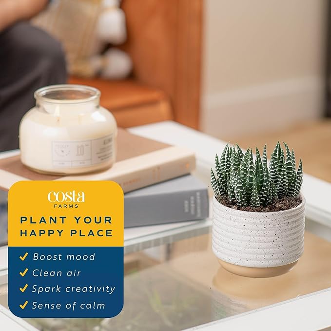 Costa Farms Live Succulent, Easy to Grow Haworthia Plant in Planter Pot, Succulent Houseplant in Potting Soil, Indoors Garden Gift, Cacti Room Décor and Home Décor, 4-Inches Tall