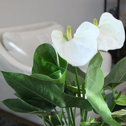 White Anthurium Live Plant (Approx. 18-21" Tall), Real Flowers/Unique House Plants in 6" Nursery Pot, Floral Desk Plant, Air Purifying Plants & Gifts for Plant Lovers by Plants for Pets