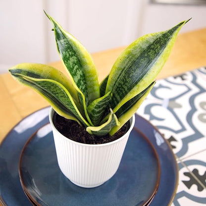 Live Snake Plant with Decorative White Pot, Sansevieria Trifasciata Superba, Fully Rooted Indoor House Plant, Mother in Law Tongue Sansevieria Plant, Succulent Plant Houseplant by Plants for Pets