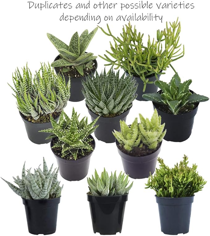 Altman Plants, Assorted Succulents Plants Live Houseplants (8PK), Succulent Plants Home Office Plants Live Indoor Plants, Live Plants Indoor House Plants, Easy Care Plants, Desk Plants, Kitchen Plants