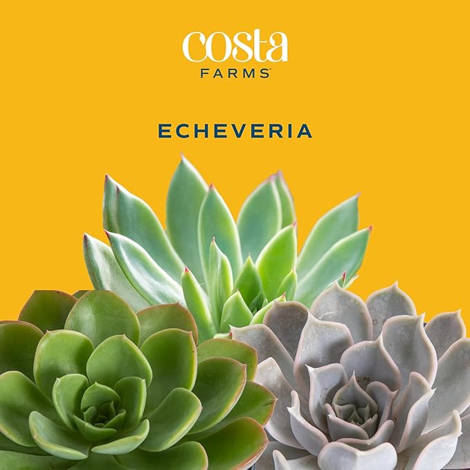 Costa Farms Live Succulent Plant, Easy to Grow Echeveria, Potted Houseplant in Decor Plant Pot, Everyday Gift for Mom, For Wife, From Daughter, Son, Room or Home Decor, 6-Inches Tall