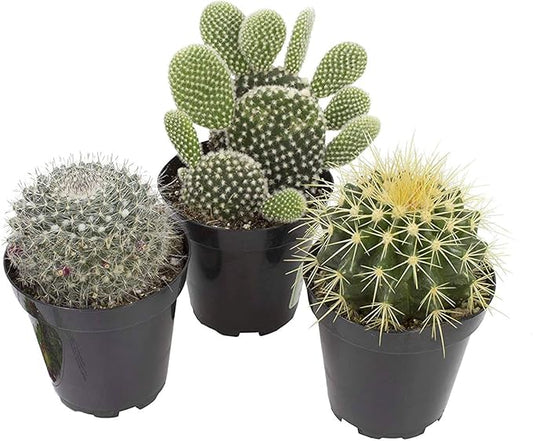 Altman Plants, Assorted Cactus Plants Live Succulents (3 Pack), Live Cactus Plant Lover Gifts, Cacti Succulents Plants Live Houseplants, Succulent Indoor Plants Live Plants in Cactus Soil Potting Mix