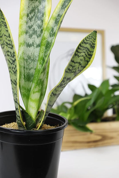 Sansevieria Trifasciata Laurentii Live Snake Plant, Snake Plant Live Indoor Sansevieria Plant Live Plants, Live Succulents Plants Live Houseplants Indoor Plants, Snake Plants Live by Plants for Pets