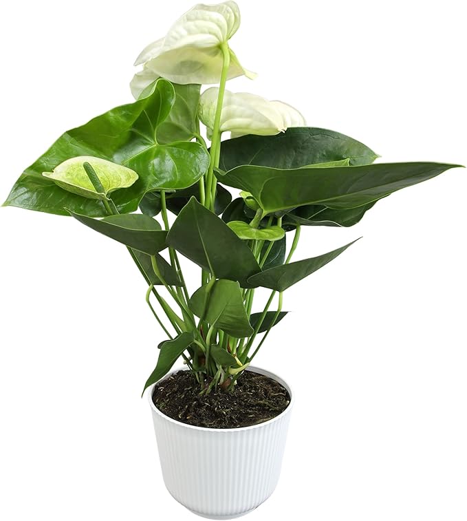 White Anthurium Live Plant Decor (Approx. 18-21" Tall), Real Flowers/Sympathy Plant in 6" White Plant Pot, Floral Sympathy Flowers, Perennial House Plants & Gifts for Plant Lovers by Plants for Pets