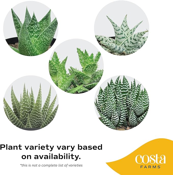 Costa Farms Haworthia Succulent, Easy to Grow Live Plant in Indoor Houseplant Pot, Potting Soil, Gardening, Real Plants Gift for Housewarming, Room Decor, 4-Inches Tall