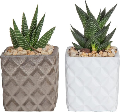 Costa Farms Succulents Fully Rooted; Great Room Decor Live Indoor Plant 4-Inches Tall, in Stone Planter, 2-Pack