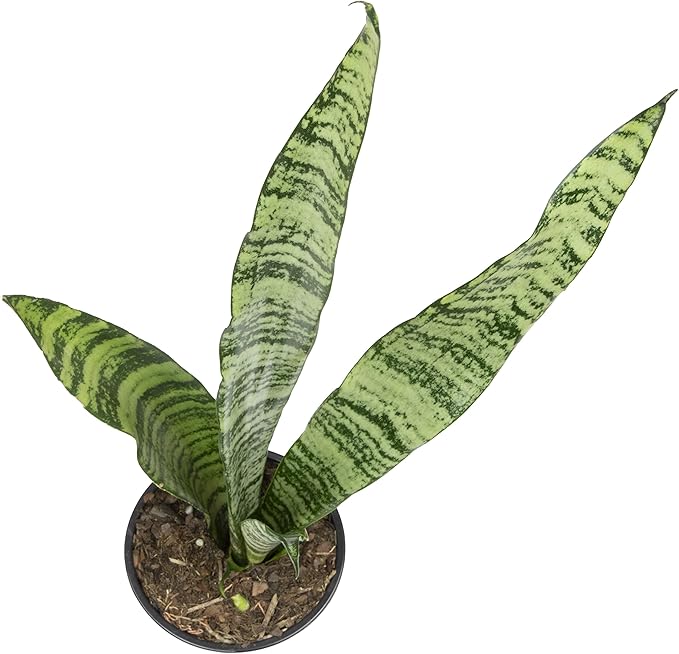 Sansevieria Zeylanica, Live Snake Plant Live Indoor Plants Live Houseplants, Live Plants Indoor Plants, Live Plants Indoor Low Light, Potted Plants, House Plants for Delivery Prime by Plants for Pets