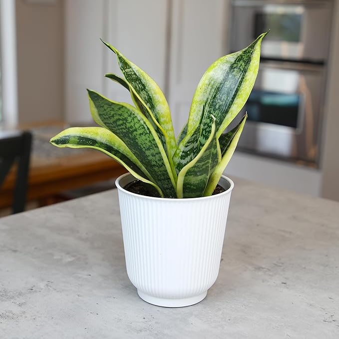 Live Snake Plant with Decorative White Pot, Sansevieria Trifasciata Superba, Fully Rooted Indoor House Plant, Mother in Law Tongue Sansevieria Plant, Succulent Plant Houseplant by Plants for Pets