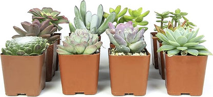 Altman Plants, Live Succulents Plants Live Houseplants (12PK), Succulents Live Plants Live House Plants Indoors Live, Live Cactus Plants Live Cacti Succulent Plants Live Indoor Plants Live Houseplants