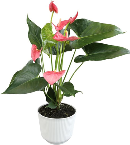 Pink Anthurium Live Plant Decor (Approx. 17-19" Tall), Real Flowers/House Plants in 6" White Plant Pot, Floral Office Plants, Air Purifying Plants & Cool Gifts for Plant Lovers by Plants for Pets