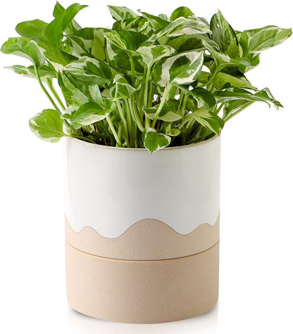 Nihow Self Watering Plant Pot: 6 Inch Ceramic Planter with Drainage Hole & Water Storage Plus for Indoor & Outdoor Plants - Cylinder Round Flower Pot for Succulent/Herbs/Violets - White & Nature