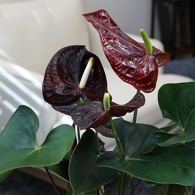 Black Chocolate Anthurium Live Plant Decor (Approx. 19-22" Tall), Real Flowers/House Plants in 6" White Plant Pot, Desk Plant, Air Purifying Plants & Cool Gifts for Plant Lovers by Plants for Pets