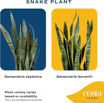 Costa Farms Snake Plant, Live Indoor and Outdoor Sansevieria Plant, Easy Care Tropical Houseplant Potted in Nursery Pot, Air Purifying Succulent Plant in Soil, Housewarming, Home Décor, 2-3 Feet Tall