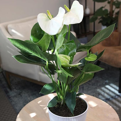 White Anthurium Live Plant Decor (Approx. 18-21" Tall), Real Flowers/Sympathy Plant in 6" White Plant Pot, Floral Sympathy Flowers, Perennial House Plants & Gifts for Plant Lovers by Plants for Pets