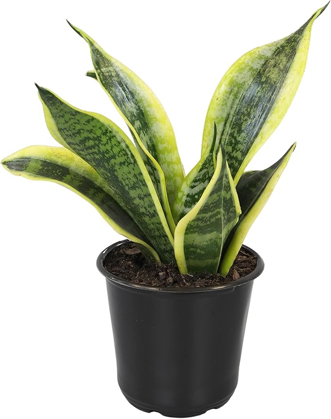 Altman Plants, Live Snake Plant, Sansevieria trifasciata Superba, Fully Rooted Indoor House Plant in Pot, Mother in Law Tongue Sansevieria Plant, Potted Succulent Plant, Houseplant in Potting Soil