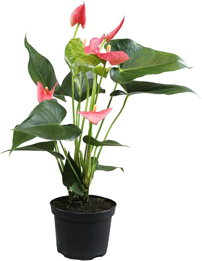 Pink Anthurium Live Plant (Approx. 17-19" Tall), Real Flowers/Unique House Plants in 6" Nursery Pot, Floral Office Plants, Air Purifying Plants & Cool Gifts for Plant Lovers by Plants for Pets