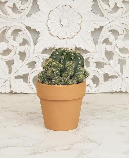 Cactus Plants Live in Clay Cactus Plant Pot, Live Cactus Potted in Cactus Soil Potting Mix, Live Mini Cactus Succulents Plants Live Cacti, Cactus Live Succulents in Succulent Pot by Plants for Pets