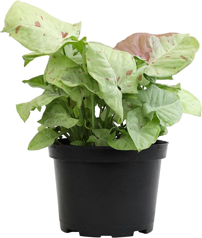 Variegated Milk Confetti Syngonium Plant (Approx. 14" Tall) in 6 Inch Pot, Easy House Plant Arrowhead Plant, Live Indoor Plant, Desk Plant & Office Plant, Unique Plant Lover Gifts by Plants for Pets