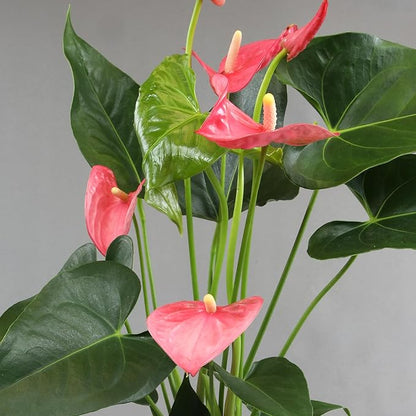 Pink Anthurium Live Plant Decor (Approx. 17-19" Tall), Real Flowers/House Plants in 6" White Plant Pot, Floral Office Plants, Air Purifying Plants & Cool Gifts for Plant Lovers by Plants for Pets