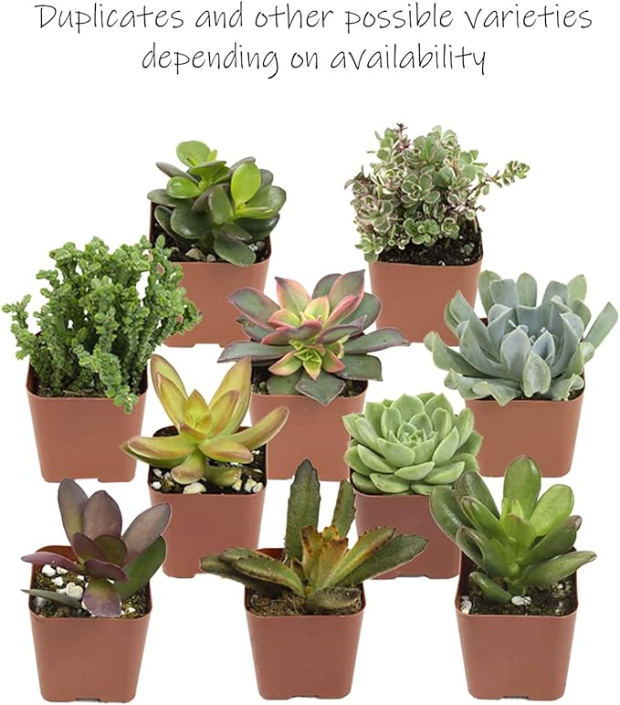 Altman Plants, Live Succulents Plants (50 Pack), Nursery Pots Variety Pack, Bulk Succulents Plants Live Plants Indoor Plants Live House Plants Indoors Live Indoor Plants Live Houseplants Live Indoor