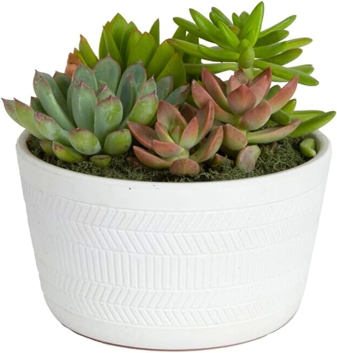 Costa Farms Live Succulent Garden Collection, Live Succulent Plants in Décor Pot, New House Plant Gift, Son, Room and Zen Garden Décor, 6-Inches Tall