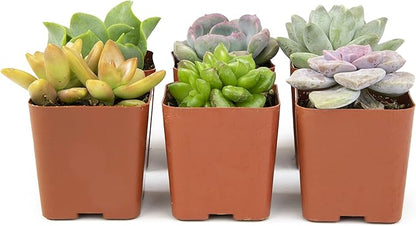 Altman Plants, Live Succulents Plants Live Houseplants (6PK), Succulents Live Plants Live House Plants Indoors Live, Live Cactus Plants Live Cacti Succulent Plants Live Indoor Plants Live Houseplants