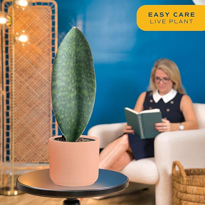 Costa Farms Whale Fin Sansevieria, Easy to Grow Snake Plant Houseplant, Live Indoor Gardening Gift, Unique Room Decor for Home or Office, Potted in Decorative Pot, 16-22 Inches Tall