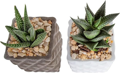 Costa Farms Succulents Fully Rooted; Great Room Decor Live Indoor Plant 4-Inches Tall, in Stone Planter, 2-Pack