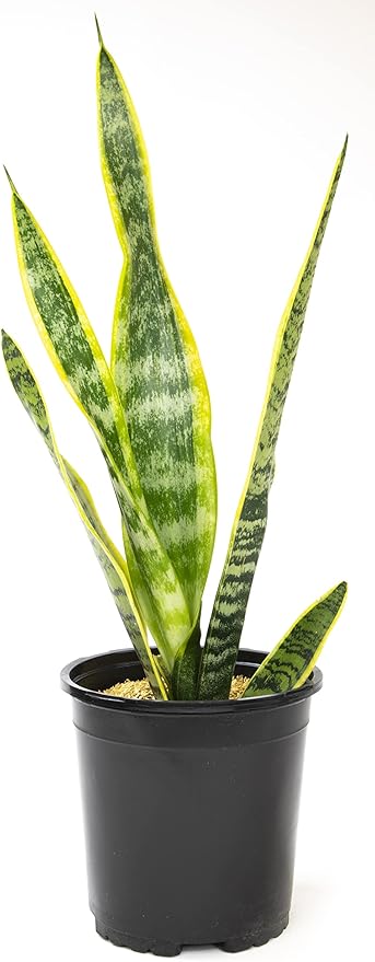 Sansevieria Trifasciata Laurentii Live Snake Plant, Snake Plant Live Indoor Sansevieria Plant Live Plants, Live Succulents Plants Live Houseplants Indoor Plants, Snake Plants Live by Plants for Pets