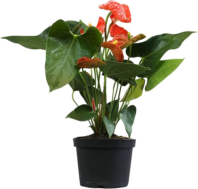 Orange Anthurium Live Plant (Approx. 16-19" Tall), Real Flowers/Unique House Plants in 6" Nursery Pot, Floral Desk Plant, Air Purifying Plants & Cool Gifts for Plant Lovers by Plants for Pets